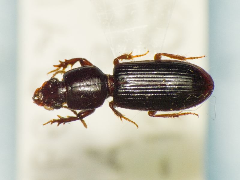 Clivina ypsilon Dejean, 1829